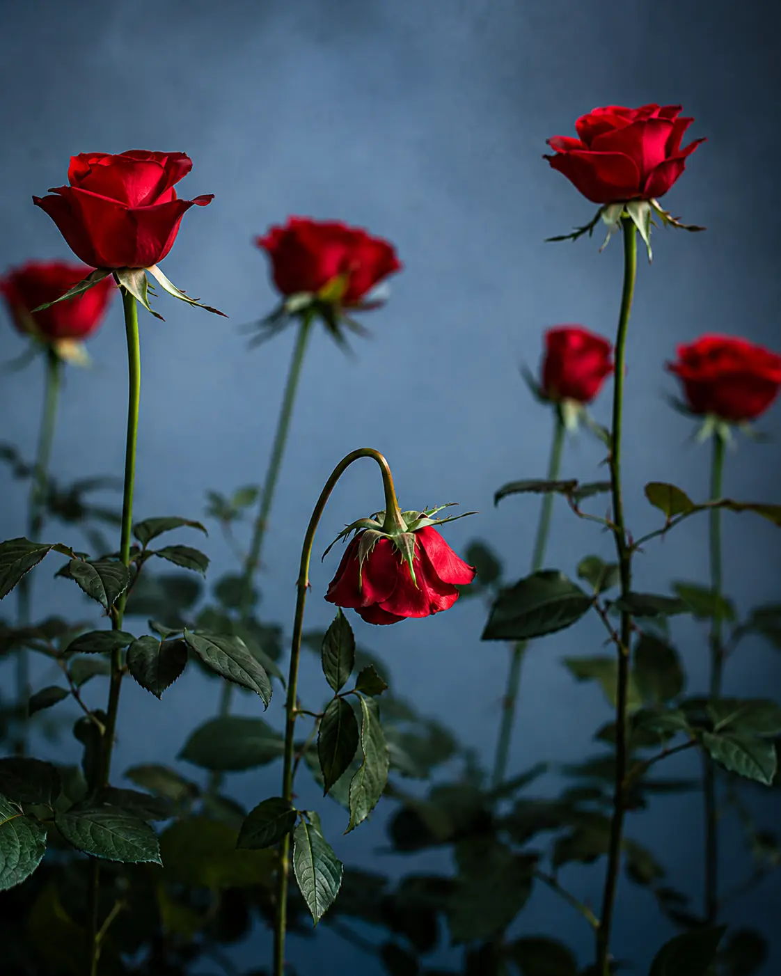 Red roses including one drooping bloom